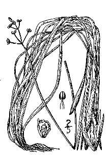 Line Drawing of Sagittaria subulata (L.) Buchenau