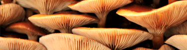 Mushrooms spring up in the lush forests of Glacier Bay