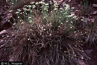 Photo of Erigeron rhizomatus Cronquist