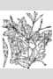 View a larger version of this image and Profile page for Osmorhiza longistylis (Torr.) DC.