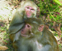 a photo of two rhesus macaques.