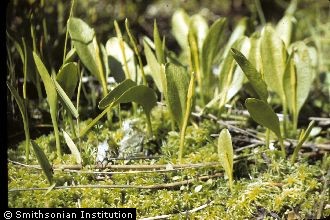 Photo of Ophioglossum vulgatum L.