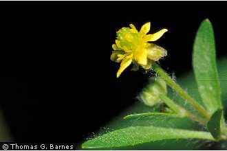 Photo of Ranunculus micranthus Nutt.