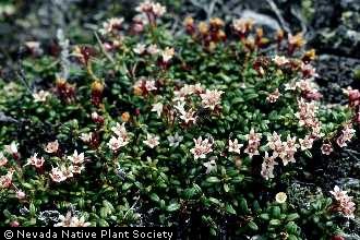 Photo of Loiseleuria procumbens (L.) Desv.