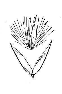 Line Drawing of Calamagrostis canadensis (Michx.) P. Beauv. var. macouniana (Vasey) Stebbins