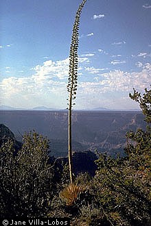 Photo of Agave utahensis Engelm. var. kaibabensis (McKelvey) Breitung