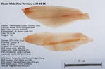 English Sole Fillet image
