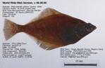 English Sole Fish image