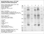 Phast Plate Gel image