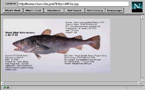 RFE Page 1a Whole Fish image