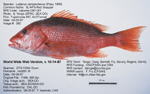 Red Snapper Fish image