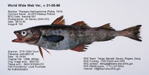 Walleye Pollock Fish image