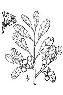 Line Drawing of Prunus susquehanae hort. ex Willd.