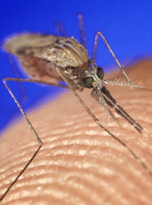 close-up photo of mosquito on human skin.