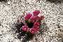 View a larger version of this image and Profile page for Echinocereus engelmannii (Parry ex Engelm.) Lem.