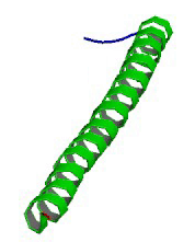 Drawing of a coiled ribbon structure.