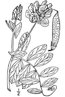 Line Drawing of Lathyrus japonicus Willd. var. maritimus (L.) Kartesz & Gandhi