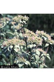 Photo of Pycnanthemum albescens Torr. & A. Gray