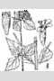 View a larger version of this image and Profile page for Pycnanthemum albescens Torr. & A. Gray