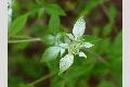View a larger version of this image and Profile page for Pycnanthemum albescens Torr. & A. Gray