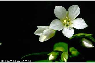 Photo of Polemonium reptans L.