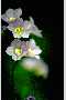 View a larger version of this image and Profile page for Polemonium reptans L.