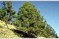 View a larger version of this image and Profile page for Juniperus occidentalis Hook. var. occidentalis