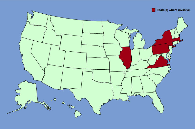 Distribution map of Phellodendron amurense