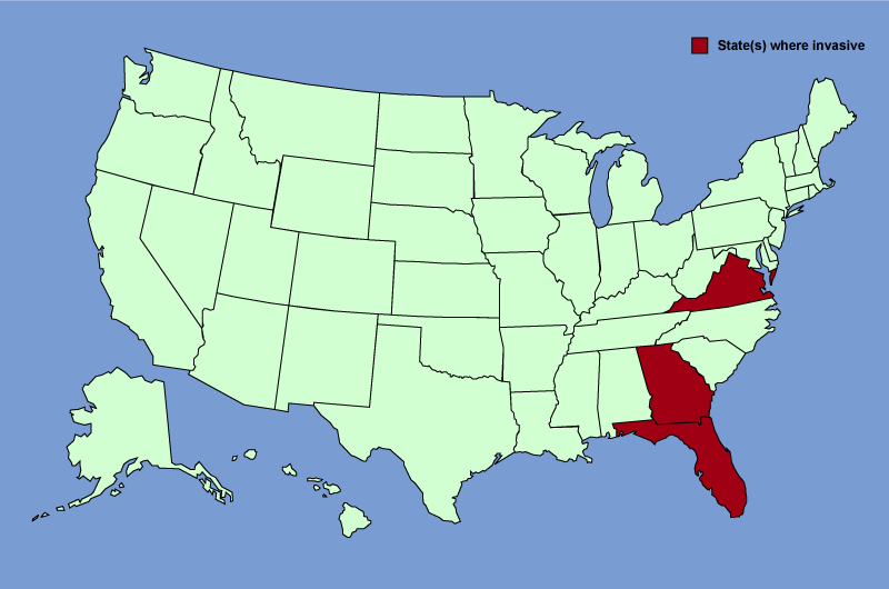 Distribution map of Imperata cylindrica