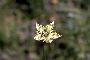 View a larger version of this image and Profile page for Anemone virginiana L.