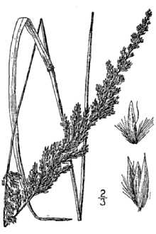 Line Drawing of Calamagrostis perplexa Scribn.