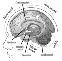 Diagrama del cerebro