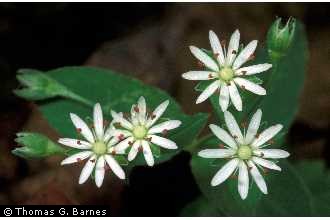 Photo of Stellaria pubera Michx.