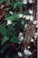 View a larger version of this image and Profile page for Stellaria pubera Michx.
