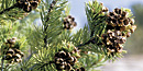 Pinyon Pine