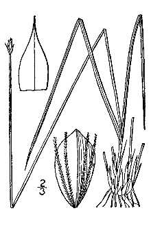 Line Drawing of Trichophorum planifolium (Spreng.) Palla