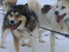 Photo of sled dogs