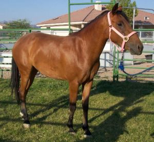 "Lucy" Halter-trained by the National Wild Horse Association