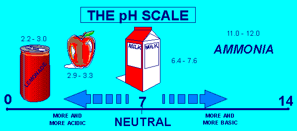 pH scale showing the range between acidic and basic. If you have difficulty viewing this graphic, or need additional information, contact Cindy Walke, Web Manager, at 202-343-9194.