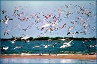  Flocks of Louisiana Brown Pelicans, White Pelicans, Hooded Gulls, and Laughing Gulls flying over a sandy shore.