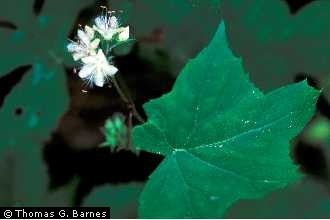 Photo of Hydrophyllum canadense L.