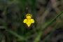 View a larger version of this image and Profile page for Utricularia subulata L.