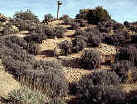 Grasslands-Shrub Steppe Photo