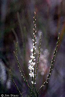 Photo of Polygonella articulata (L.) Meisn.