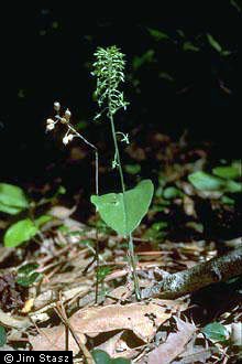 Photo of Malaxis unifolia Michx.