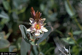 Photo of Triadenum virginicum (L.) Raf.