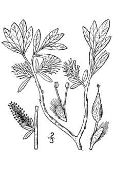 Line Drawing of Salix argyrocarpa Andersson