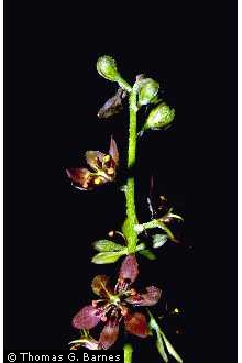 Photo of Veratrum woodii J.W. Robbins ex Alph. Wood