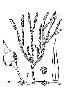 Line Drawing of Lycopodium sitchense Rupr.