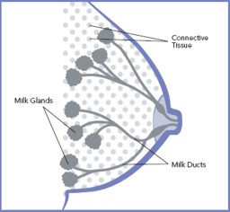 Diagram of the Breast, Showing Connective Tissue, Milk Glands, and Milk Ducts